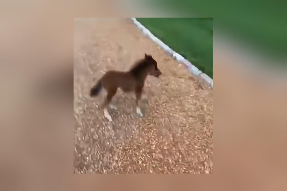 New Video Shows What May Be the Tiniest Horse Ever