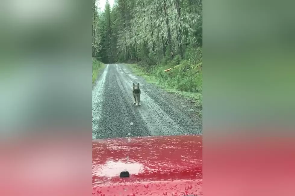 Watch a Driver Find His Mountain Road Path Blocked By Lone Wolf