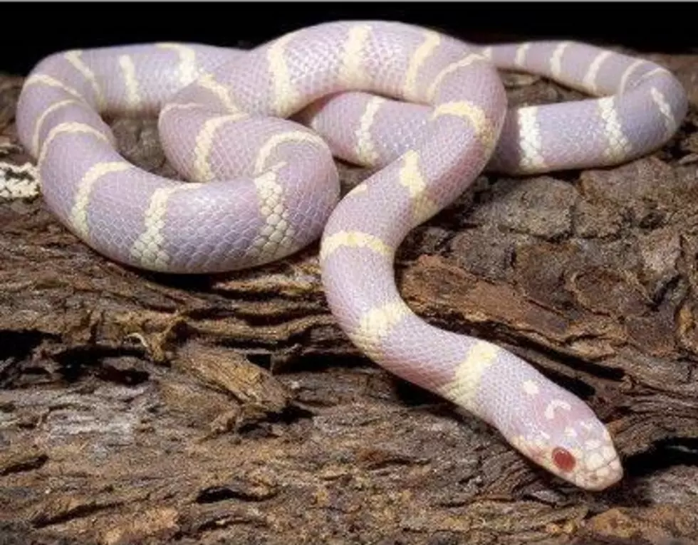 Oh Look, There’s a Free Albino Kingsnake on Wyoming Craigslist