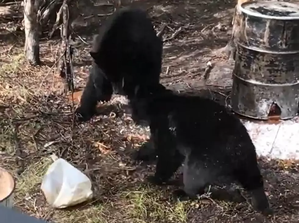 Hunter Shares Video of Vicious Bear Fight Happening Below Him
