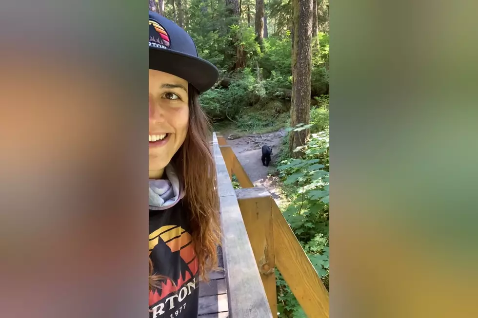 Video Shows Genius Hikers Taking Selfies With a Black Bear
