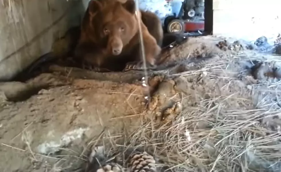 Guy Discovers a Huge Mad Bear Has Made a Den Under His Deck
