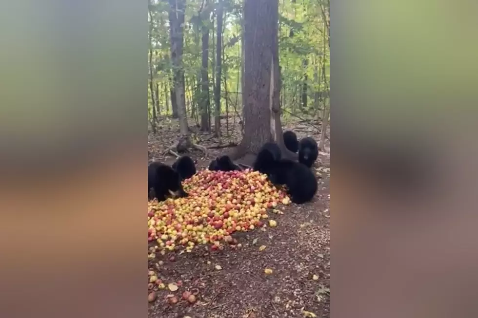 Listen to the Otherworldly Sound of Bear Cubs Eating Apples