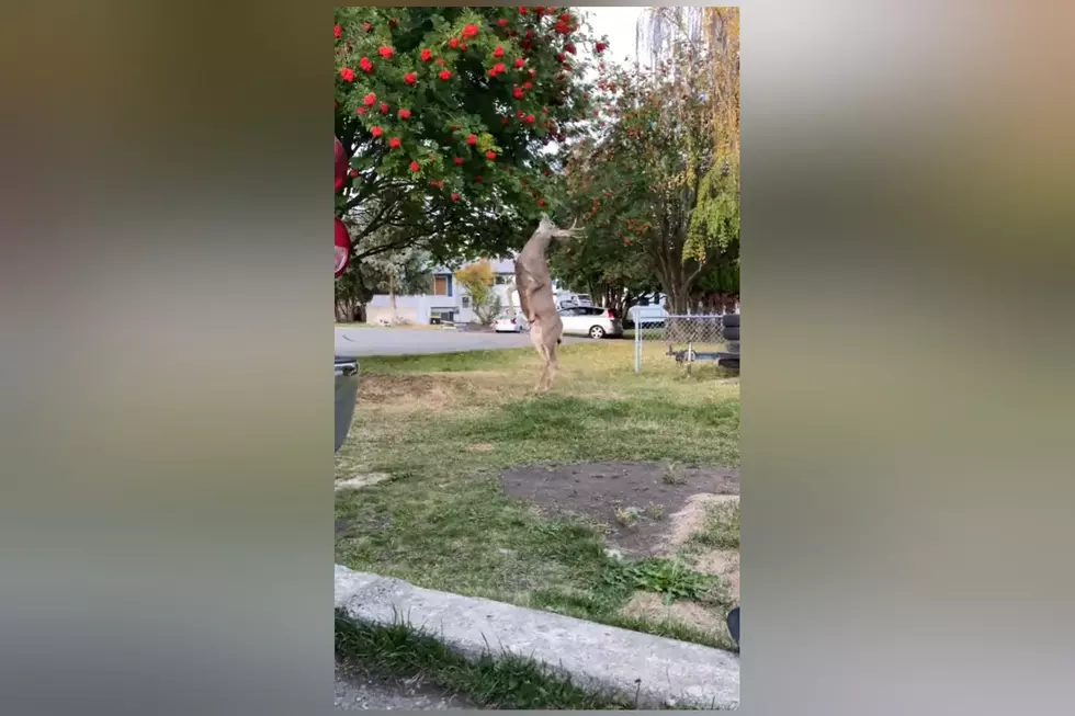 Watch a Big Buck Defy Gravity and Scarf Berries Off of a Tree