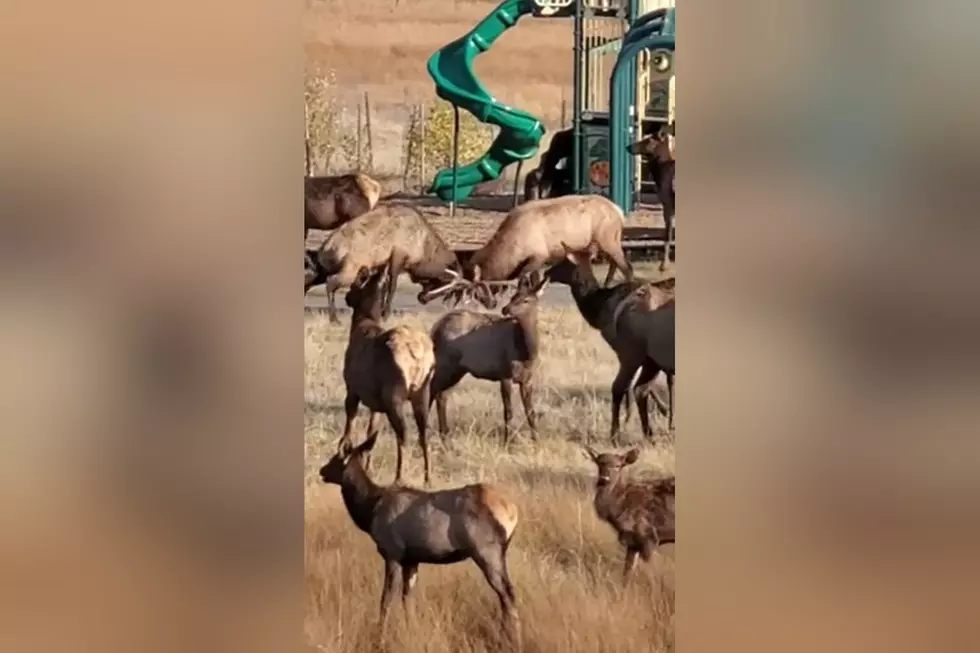 2 Bull Elk Battled it Out Over Ladies in an Estes Park Playground