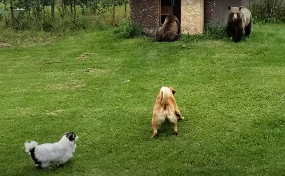 Watch Family Dogs Get Ticked that Grizzlies are Eating Their Food