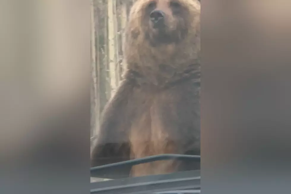 Watch a Deer Hunter Get Confronted By a Massive Mama Grizzly