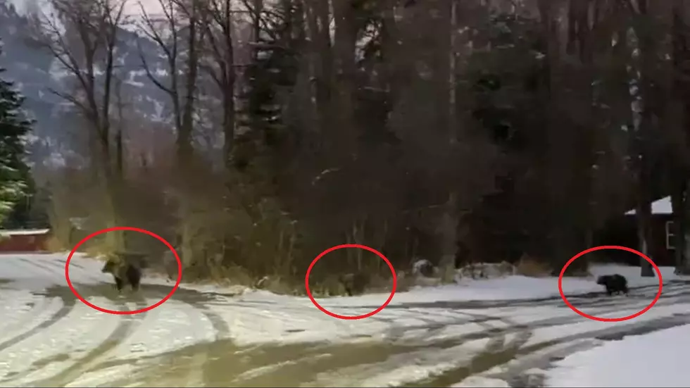 Grizzly 399 and Her Cubs Seen in Wilson, Wyoming Neighborhood