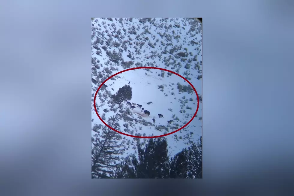 Yellowstone Wolf Pack Takes Down Elk, Has to Battle Grizzly