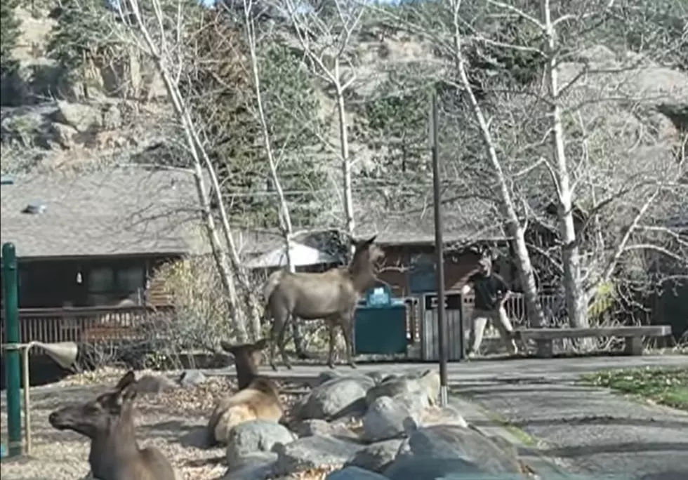 Colorado Man Challenges Elk, Promptly Gets Chased Out of the Park