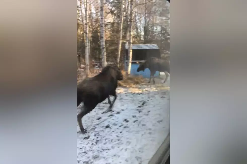 Driver Shares Video of a Moose Bull Bluff Charging His Rival