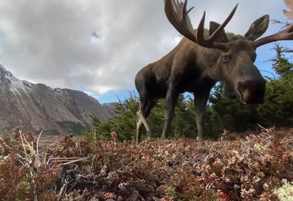 Colorado Man’s Life Spared From Charging Moose Thanks To A Tree
