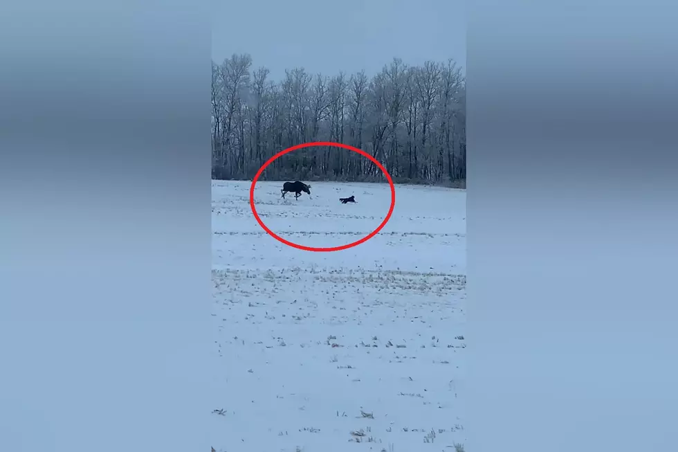 Driver Shares Weird Video Showing a Bull Moose Chasing a Dog