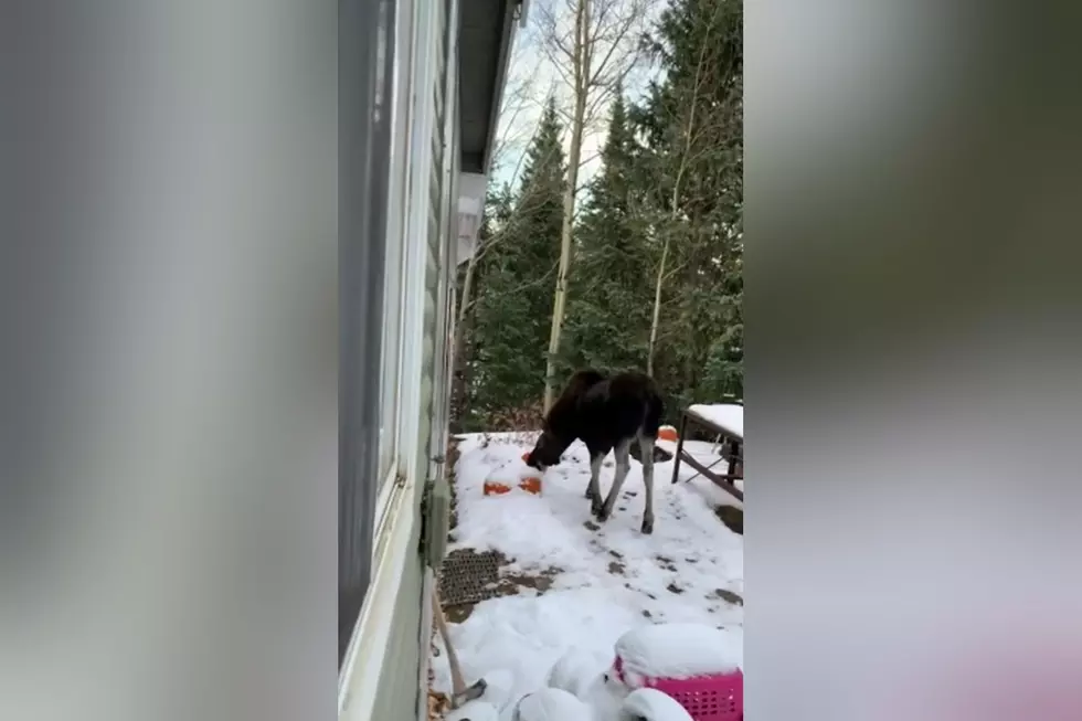 Family Shares Video of a Moose Family Eating All Their Pumpkins