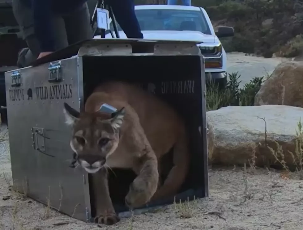 Watch a Mountain Lion Hurt in Wildfire Get Returned to the Wild
