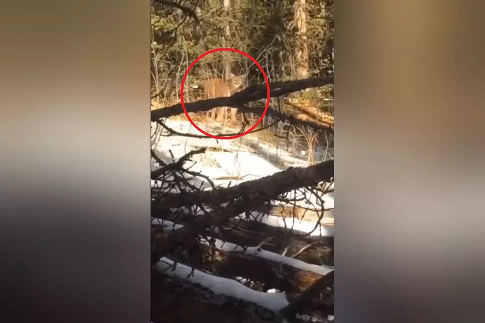 Watch a Young Female Hunter Bravely Stop a Mountain Lion Attack