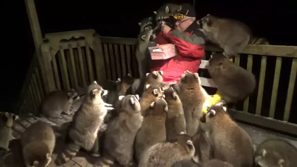 Watch the Man Who Feeds Raccoons in Memory of His Late Wife
