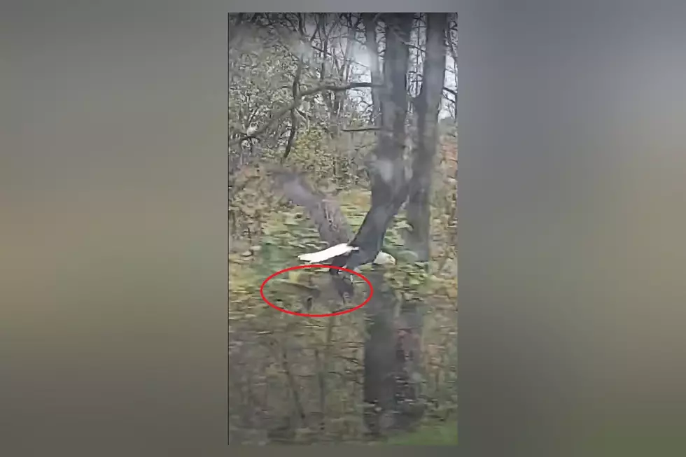 Watch a Squirrel Learn to Fly With Help From a Bald Eagle