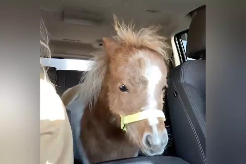 Watch a Wyoming Family Bring Tiny Horse Home in Their Denali