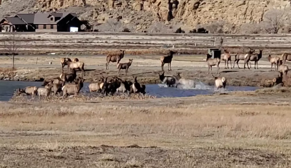 Happiness is Watching a Wyoming Elk Herd Frolicking in a Pond