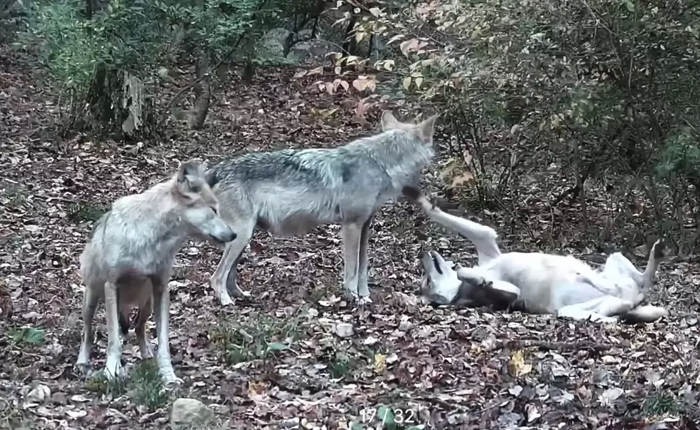 Trail Cam Shows Wolf Parents Quiet Time Interrupted By Pups
