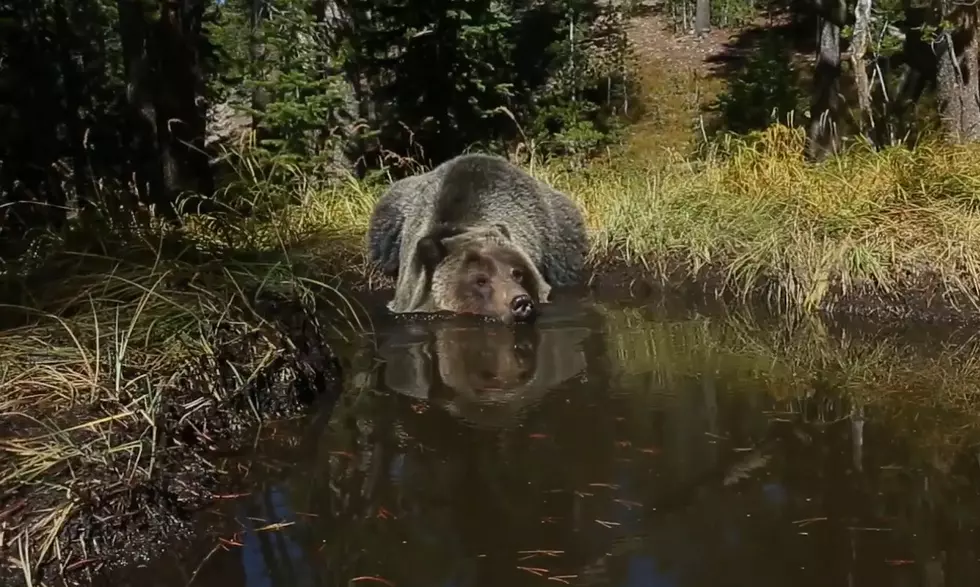 Watch Bears Enjoy the Yellowstone ‘Bear Bathtub’ on a Trail Cam