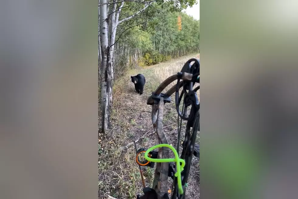 Watch a Black Bear Come Within Yards of a Bow Hunter Then Bolt