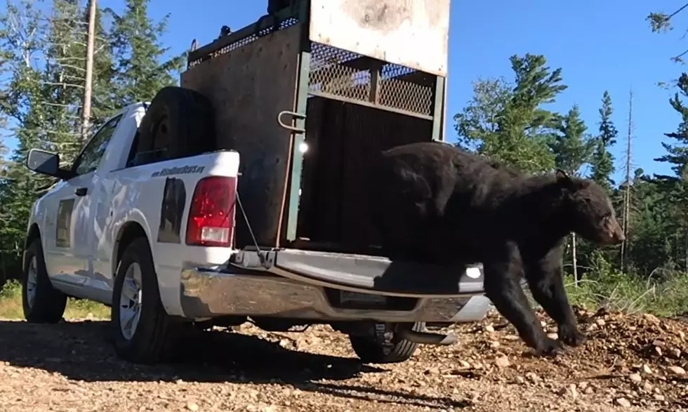 Watch a Rescued Bear With a Broken Jaw Go Free Again