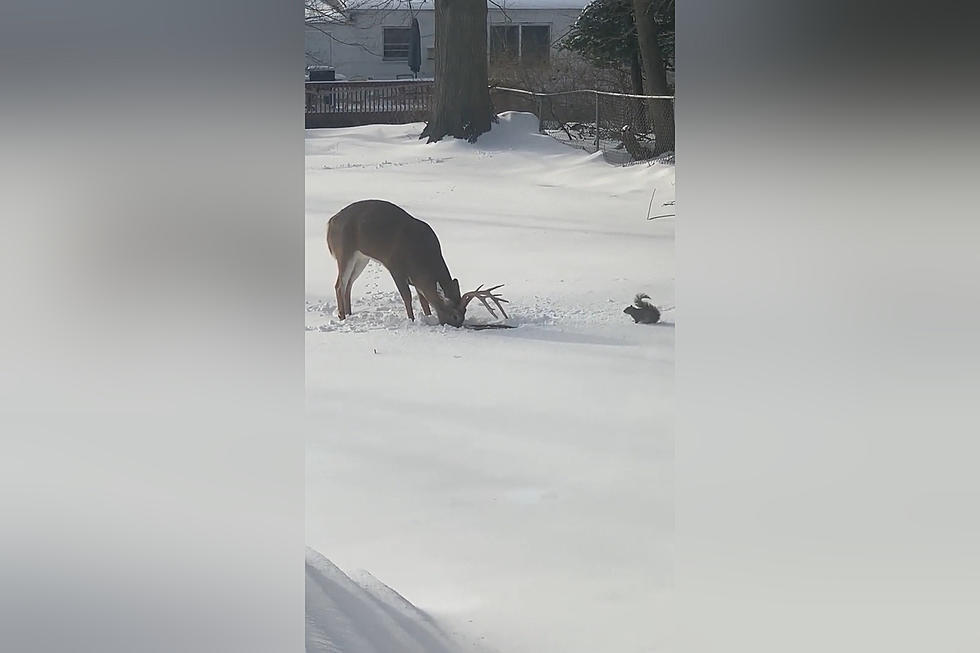 Let’s Watch a Squirrel Fight a Buck for Food (and Win)