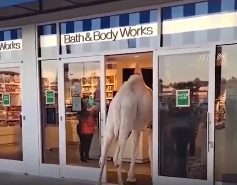 Watch a Genius Take His Camel into a Bath and Body Works