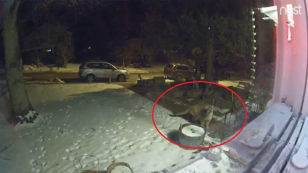 Security Video Shows Family is Being Watched By a Mountain Lion