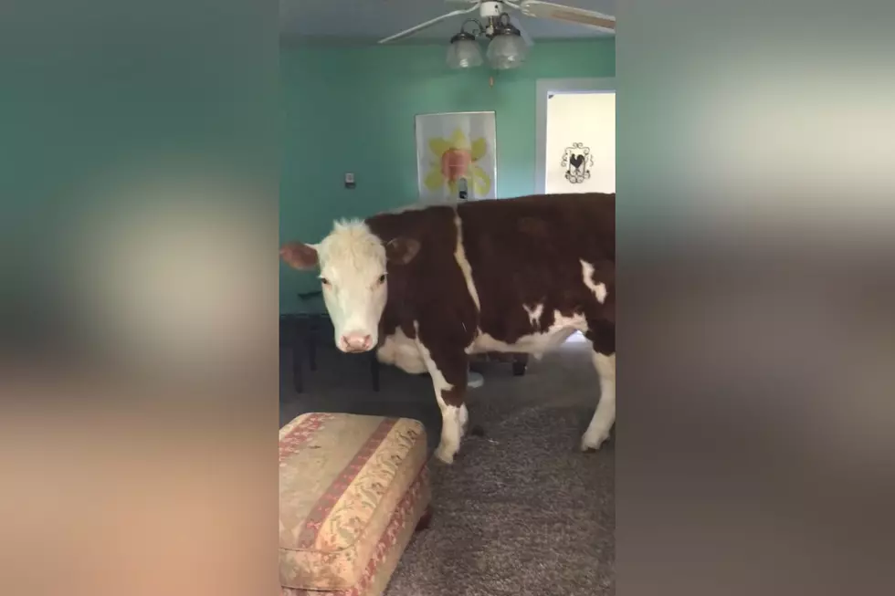 Homeowner Shocked to Learn Home Has Been Invaded By a Cow