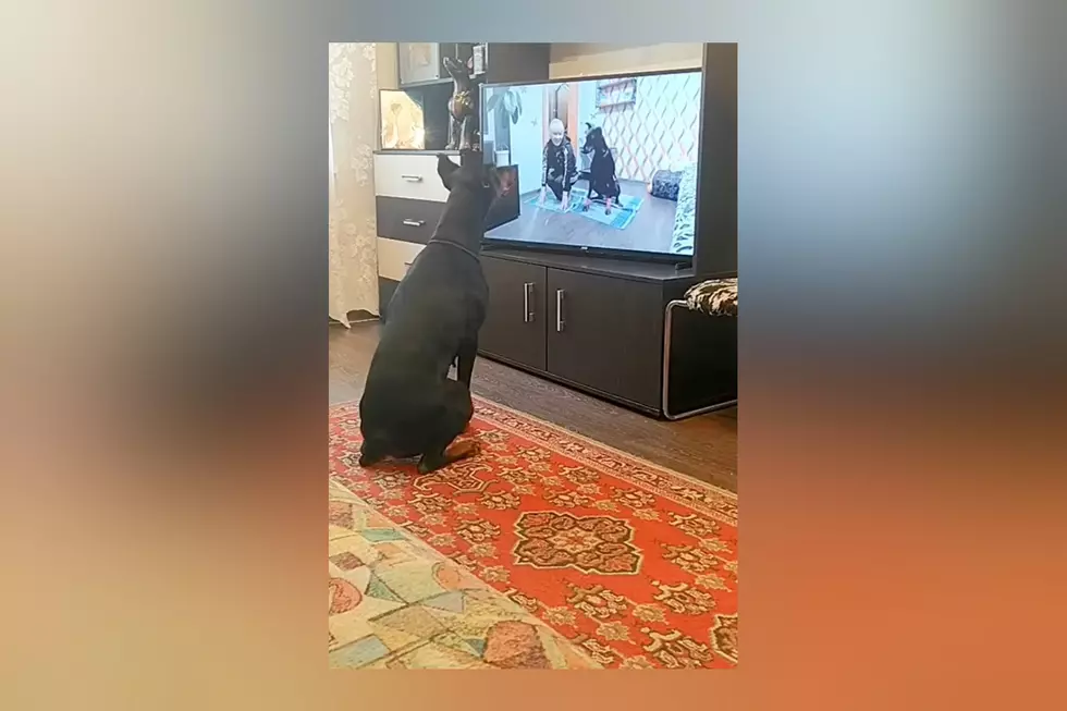 Watch Hilarious Doberman Who Exercises in Sync with TV Dog