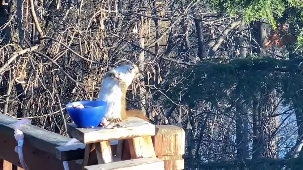 Watch a Squirrel Who Got Drunk After He Ate Old Pears