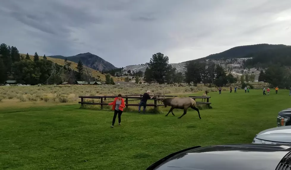 Watch a Yellowstone Elk Scare a Man into His Own Corral