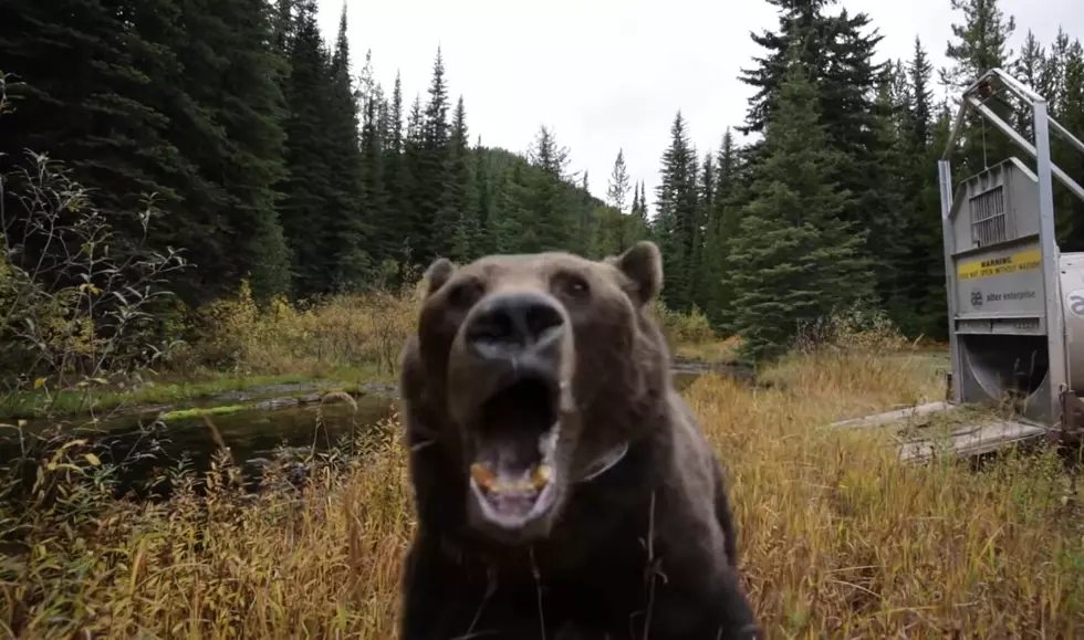 Watch a Grizzly Get Released into the Wild and Annihilate Camera