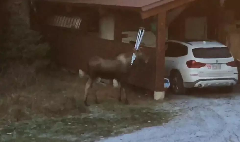 Don&#8217;t Worry, It&#8217;s Just a Baby Moose Playing With Some Wind Chimes