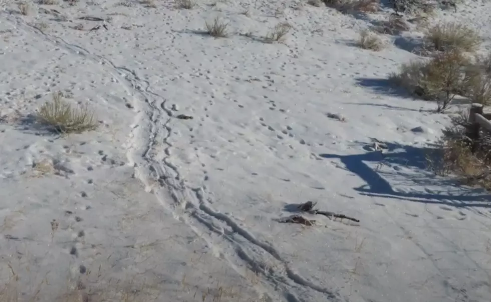 WATCH: Wyoming Rancher Finds Mountain Lion Tracks And Drag Marks