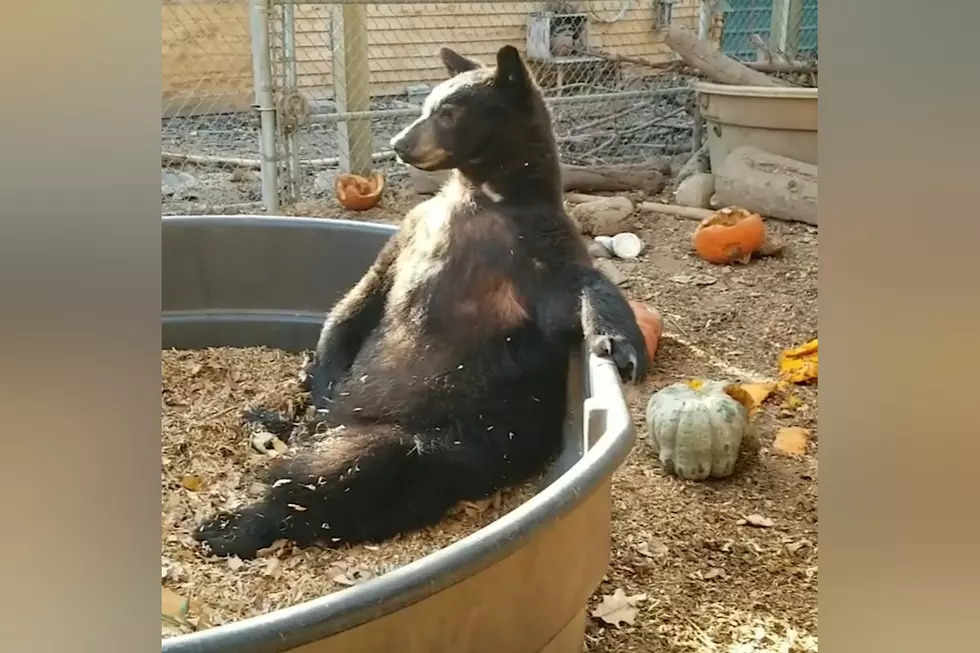 You&#8217;re Probably Not Having as Good a Day as This Rescue Bear