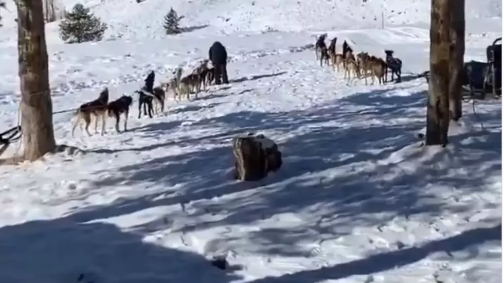 Did You Know You Can Tour The Wyoming Mountains With Sled Dogs?