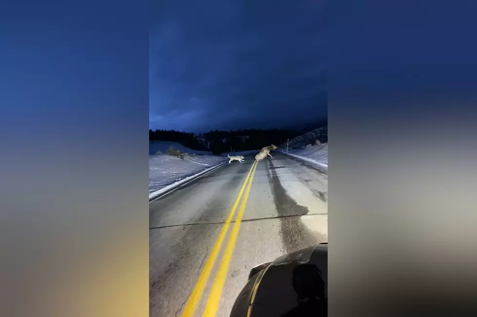 Video Shows Wapiti Wolf Pack in Yellowstone Hunting an Elk