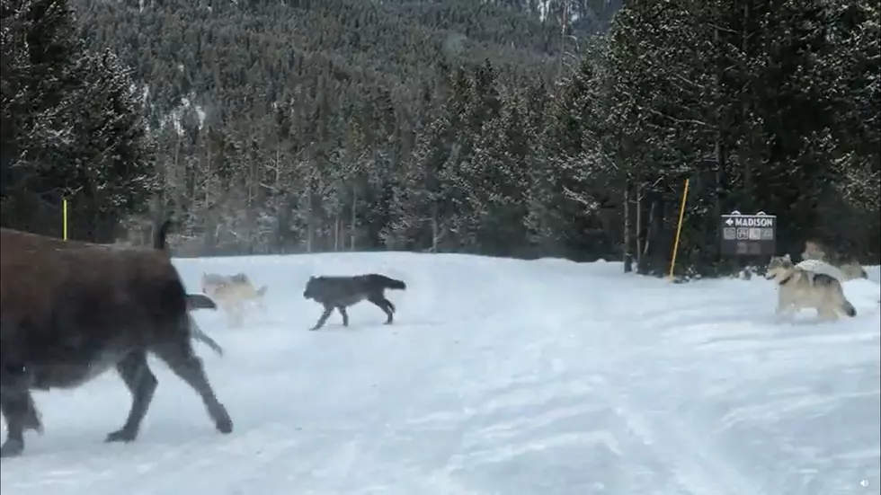 Watch Yellowstone&#8217;s Wapiti Wolf Pack Chase a Herd of Bison