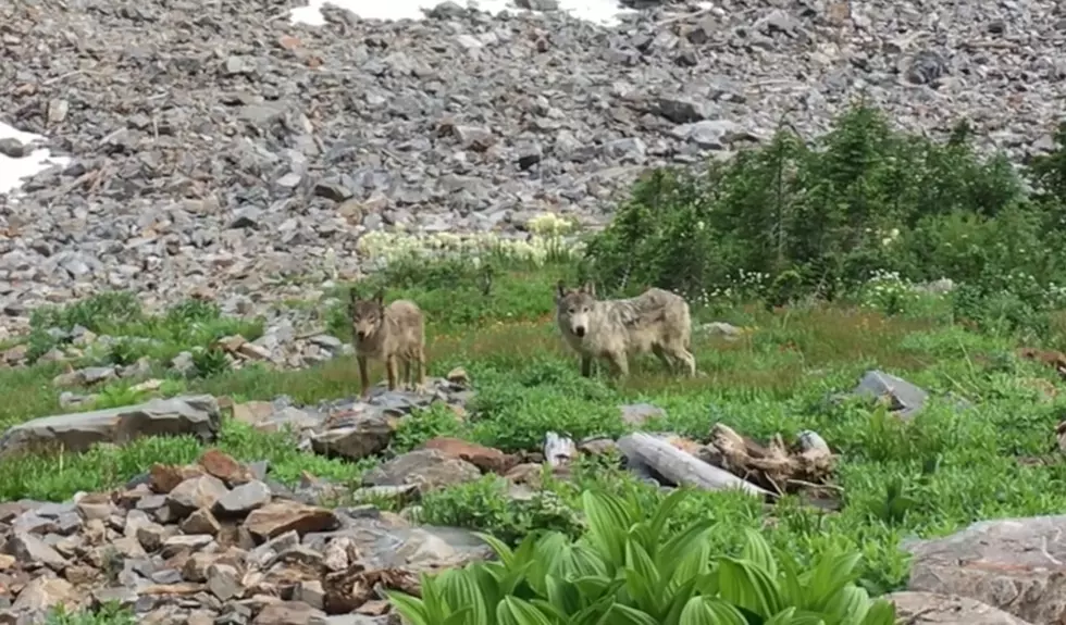 Watch a Guy Fearlessly Call in a Wolf Pack With No Gun or Spray