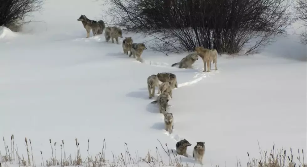 New Video Claims Yellowstone Was Saved By 14 Wolves
