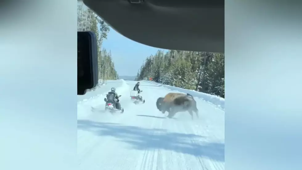 Watch a Yellowstone Bison Prove He's Not a Fan of Snowmobiles