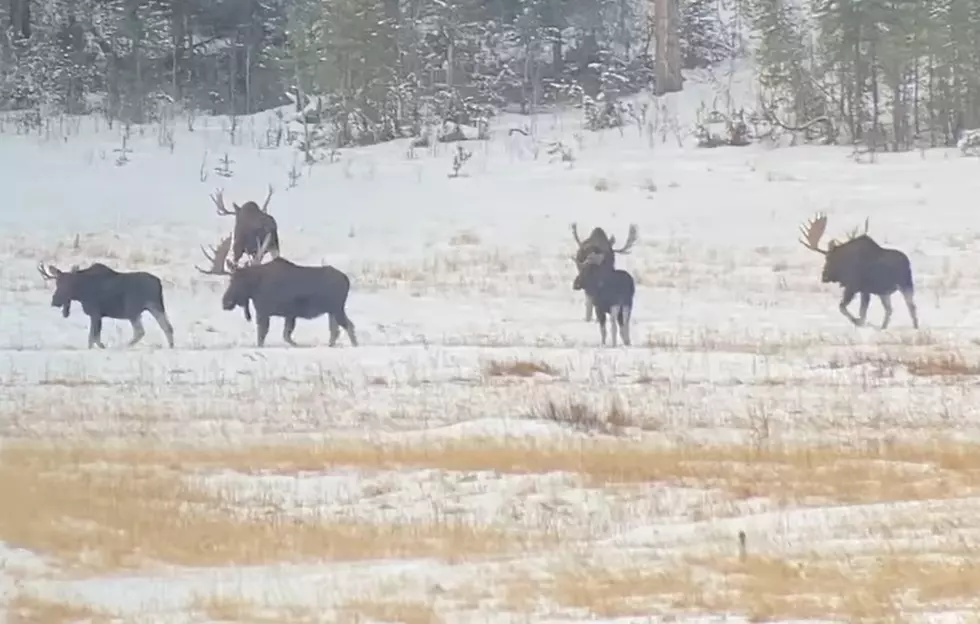 Watch a Yellowstone Expedition Encounter a Half Dozen Bull Moose