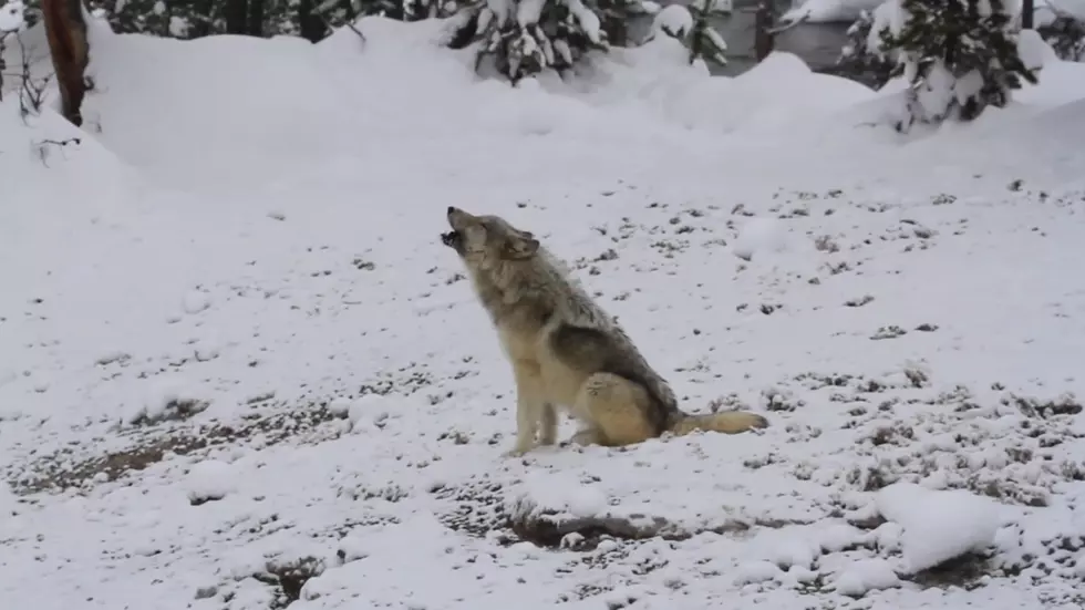 Report: Yellowstone&#8217;s Wapiti Wolf Pack Alpha Female Has Died