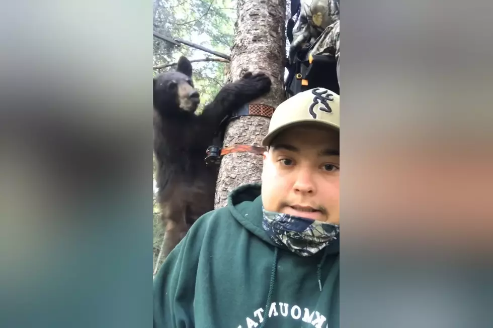 Watch Surprised Hunters Get Joined in Stand By Bear Cub