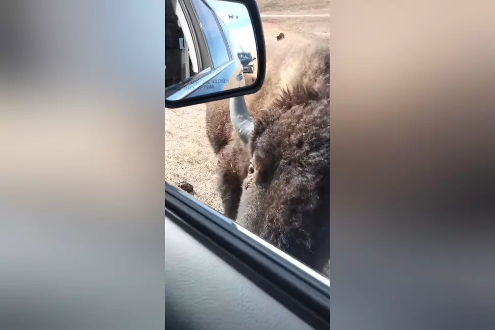 Watch an Entire Bison Family Mistake a Car for a Salt Lick