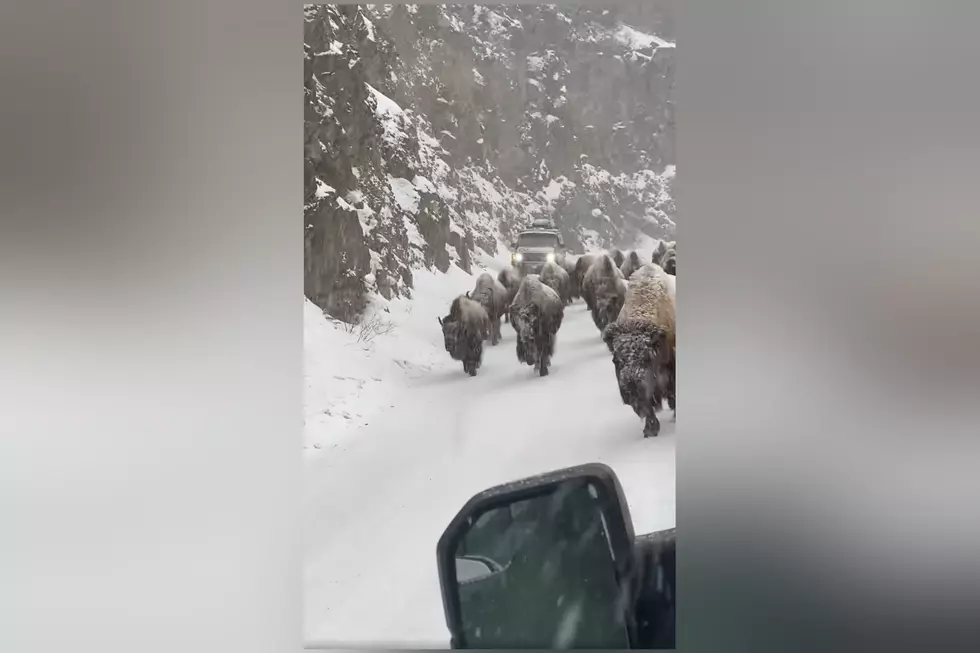 Bison Show Drivers What a Yellowstone Rush Hour Really Looks Like